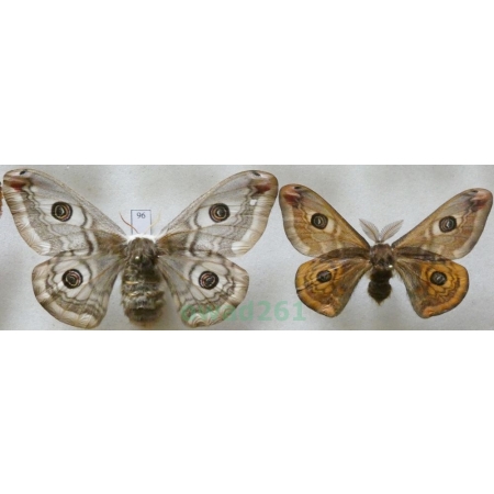 Saturnia pavonia (Linnaeus, 1758) pair Pawica grabówka Czech96